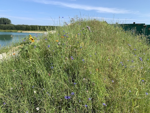 Nachhaltig begrünter Deich mit Feldblumen